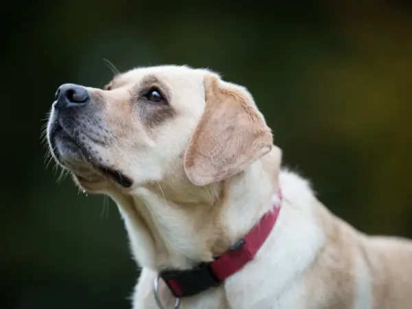 10 Pain Meds For Dogs & Other Pain Relief Tips [Vet-Approved] - Vet Approved Pain Relief For Dogs Without Vet Visit